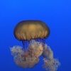 jellybetty